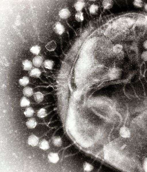 Les phages, qui infectent les bactéries, peuvent prendre différentes formes (ici le phage T1, qui possède une tête associée à un filament). © Graham Colm, Wikimedia, domaine public