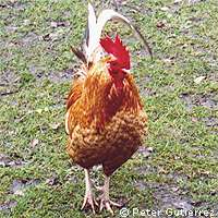 Grippe aviaire : la vaccination des volatiles pour bloquer la propagation Grippe aviaire : la vaccination des volatiles pour bloquer la propagation