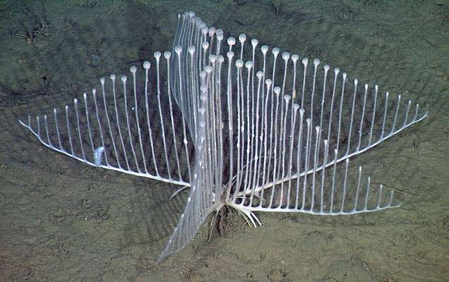 Cette éponge lyre Chondrocladia lyra a été observée entre 3.316 et 3.399 m de profondeur dans les eaux du Pacifique nord. Dix individus ont été photographiés ou filmés en plus des deux qui ont été prélevés. © MBari 2012