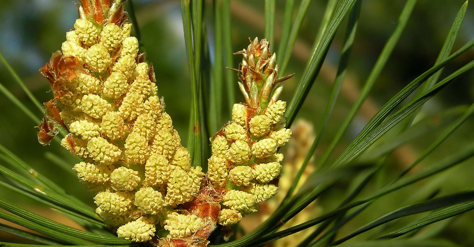 Huiles essentielles - Térébenthine (Pin sylvestre), résine