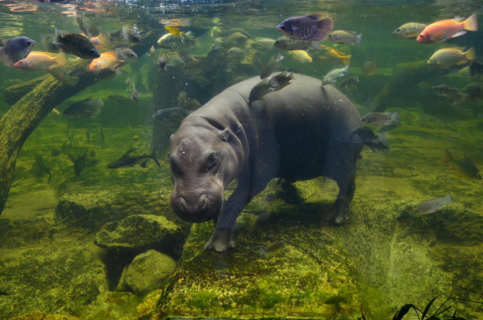 Московский зоопарк подводный мир. Hippopotamus amphibius бегемот. Обыкновенный бегемот. Behemoth рыба. Бегемотик под водой.