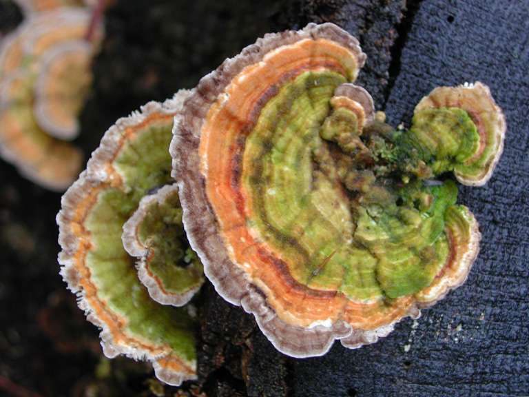 Une substance de ce beau champignon (Coriolus versicolor) permettrait de lutter efficacement contre le cancer de la prostate ! © Ecornerdropshop, Wikimedia, domaine public
