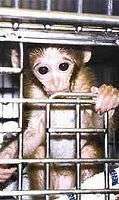 A-t'on le droit d'expérimenter sur les singes ? Crédits : CORDIS