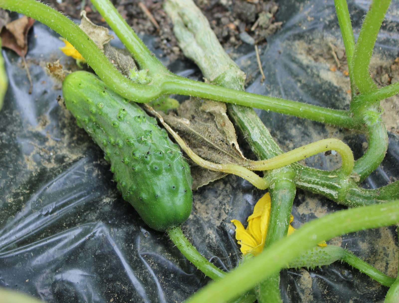 Définition Cornichon