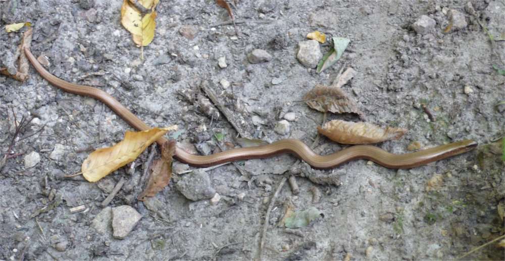 Un exemple d'apode : un orvet (Anguis fragilis), reptile de la famille des lézards, dépourvu de pattes. Ce n'est pas un serpent. Un examen du squelette montre quatre pattes vestigiales. © Jean-Luc Goudet