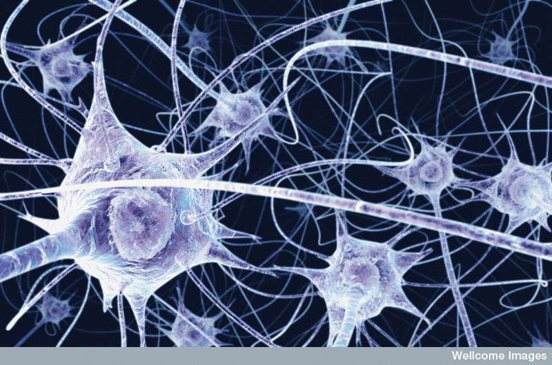 Les réseaux de connexions parmi les dizaines de milliards de neurones du cerveau jouent un rôle primordial dans la mémoire. Des chercheurs viennent de repérer un mécanisme d'activation de neurones individuels lié à la mémorisation d'une scène. © Benedict Campbell, Wellcome Images, Flickr, CC by-nc-nd 2.0