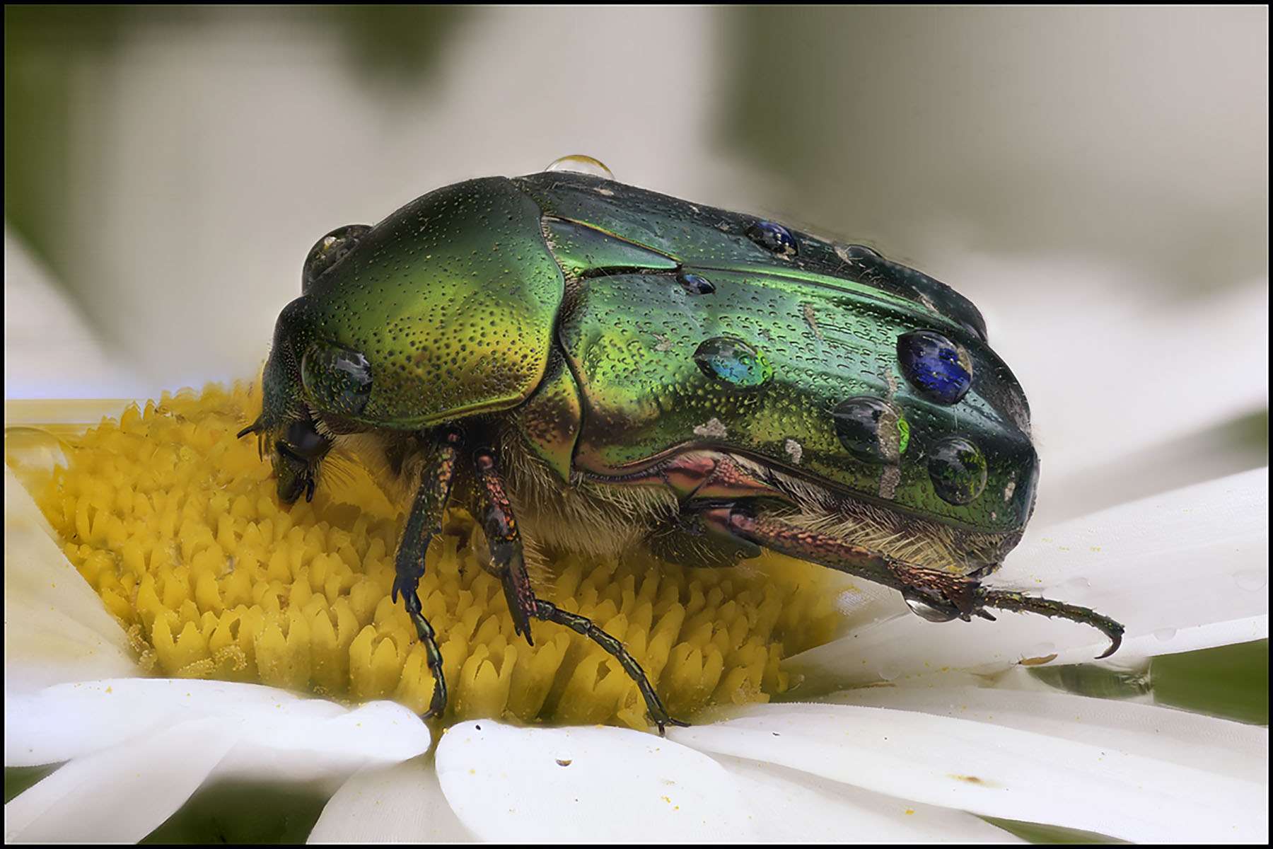 La cétoine dorée, scarabée des fleurs