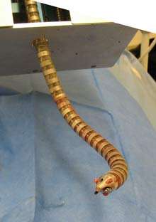 CardioArm, un robot serpent pour opérer le cœur de l'intérieur Sa tête comporte une caméra et un scalpel. Elle est commandée par un joystick. Le reste du serpent suit le mouvement en actionnant ses multiples articulations. © Amir Degani