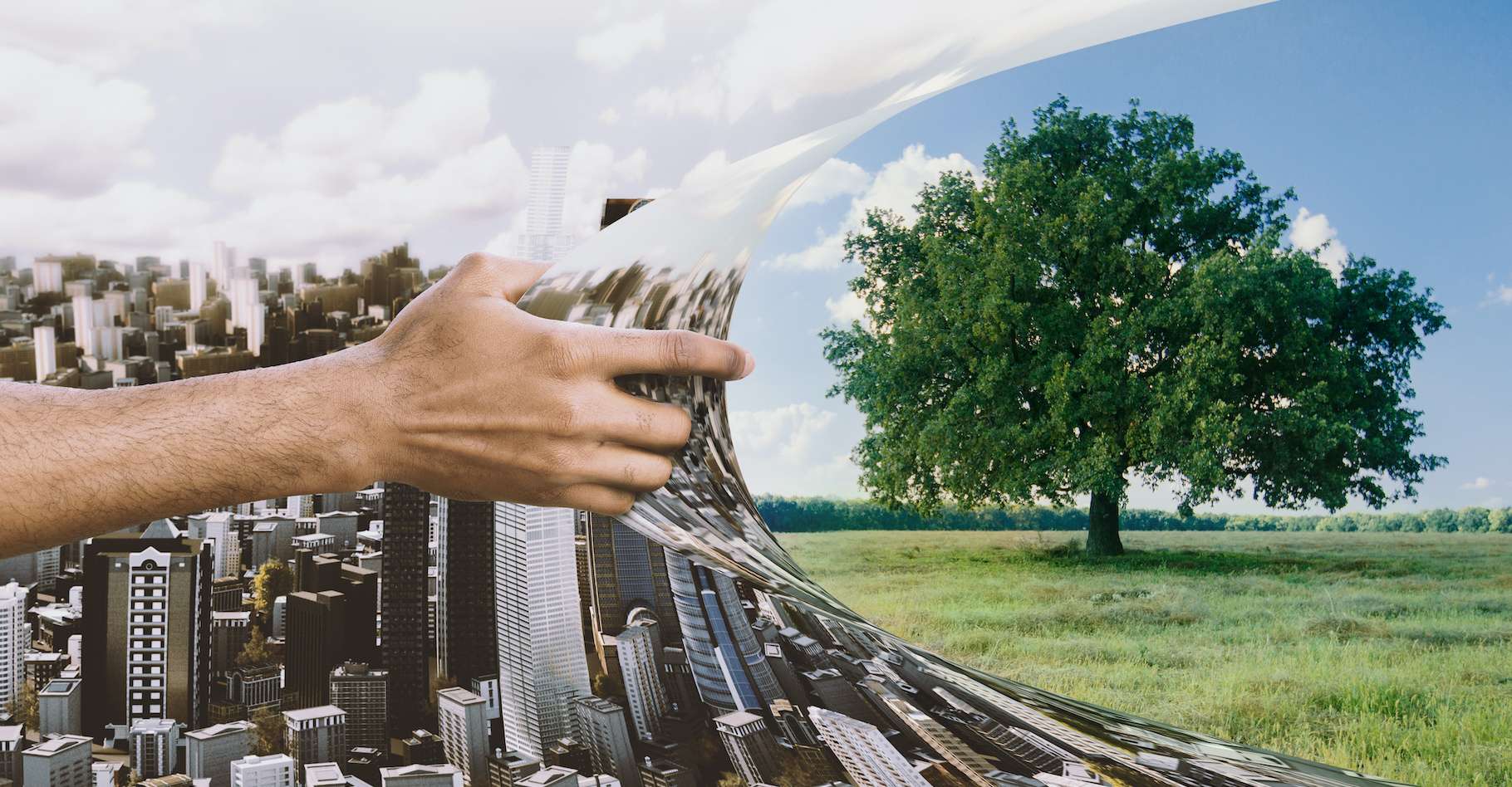 Ces arbres sont des champions pour lutter contre le réchauffement climatique et la pollution