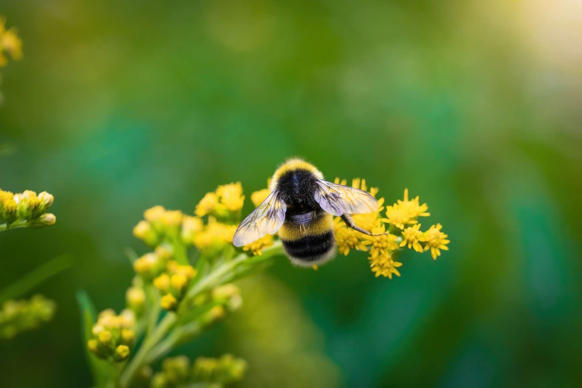 Les insectes pollinisateurs sont indispensables pour l'environnement. © Grigoriy Lukyanov, Adobe Stock