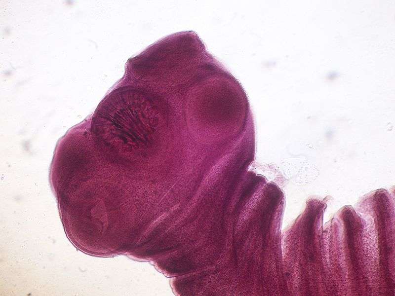 les parasites du énekelt