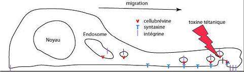 Fusion des vésicules endosomales dans une cellule épithéliale en migration. La toxine tétanique inactive la cellubrévine, ce qui affecte l'adhésion au substrat par les intégrines, et diminue la vitesse de migration. (schéma : INSERM)