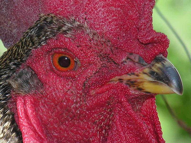 El pollo tiene una buena visión, con una organización retiniana inusual en el mundo animal . Esta organización acaba de ser estudiada por los investigadores de los Estados Unidos. © Luis Miguel Bugallo Sánchez, Wikimedia Commons, CC por SA 3.0