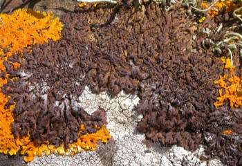 Les lichens résistent particulièrement bien aux embruns. Ils représentent donc des organismes typiques de l'étage supralittoral. © The Seashore, CC by-nc-nd 3.0