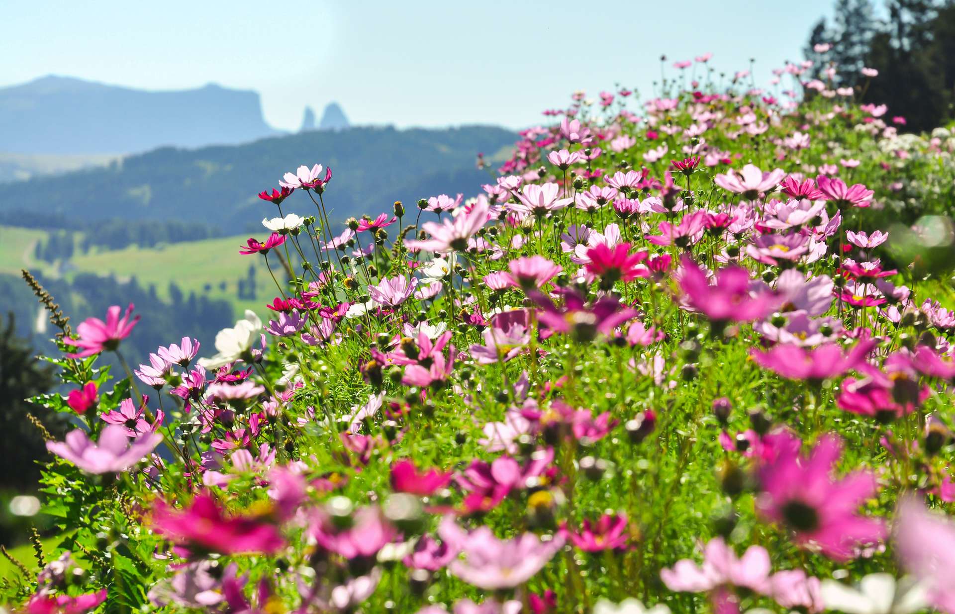 Printemps : où admirer les plus beaux champs de fleurs ?