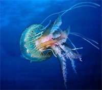 En bref : une déferlante de méduses dévaste un élevage de saumon irlandais Pelagia noctiluca