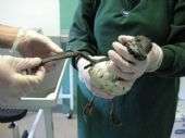 Une huile mystérieuse englue les oiseaux marins en Angleterre La Royal Society for the Prevention of Cruelty to Animals s'est occupée de centaines de guillemots de Troïl retrouvés sur les plages du sud de l'Angleterre. Ils étaient enduits d'une pellicule de fluide visqueux, leurs ailes étaient collées à leur corps. Certains étaient morts. On ne connaît ni l'origine ni la composition de cette sorte d'huile. © RSCA