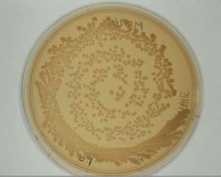 Culture de bactéries Escherichia Coli sur boîte de Pétri. © CNRS Photothèque / MEDARD Laurence