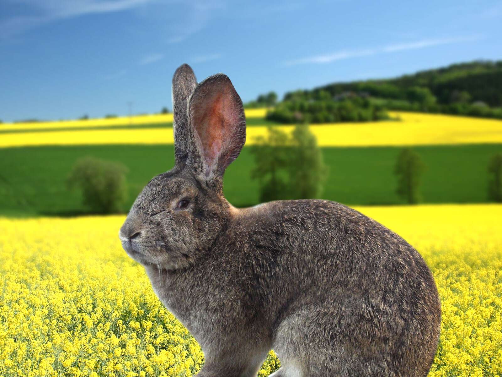 Lapin géant des Flandres