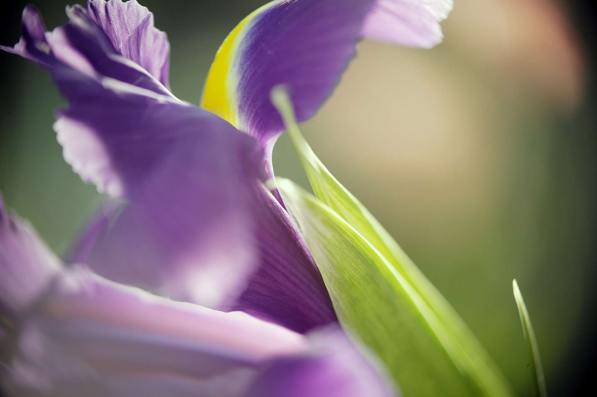 Définition Iris commun