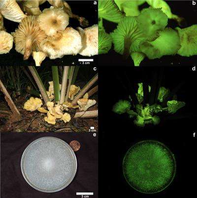 Neonothopanus gardneri : à gauche des photos prises au flash, à droite les mêmes photos dans l'obscurité. De la lumière verte est produite par les champignons récoltés (b), in vivo (d) et même par les spores dans des boîtes de Petri (f). © Cassius V Stevani, IQ-USP Brazil