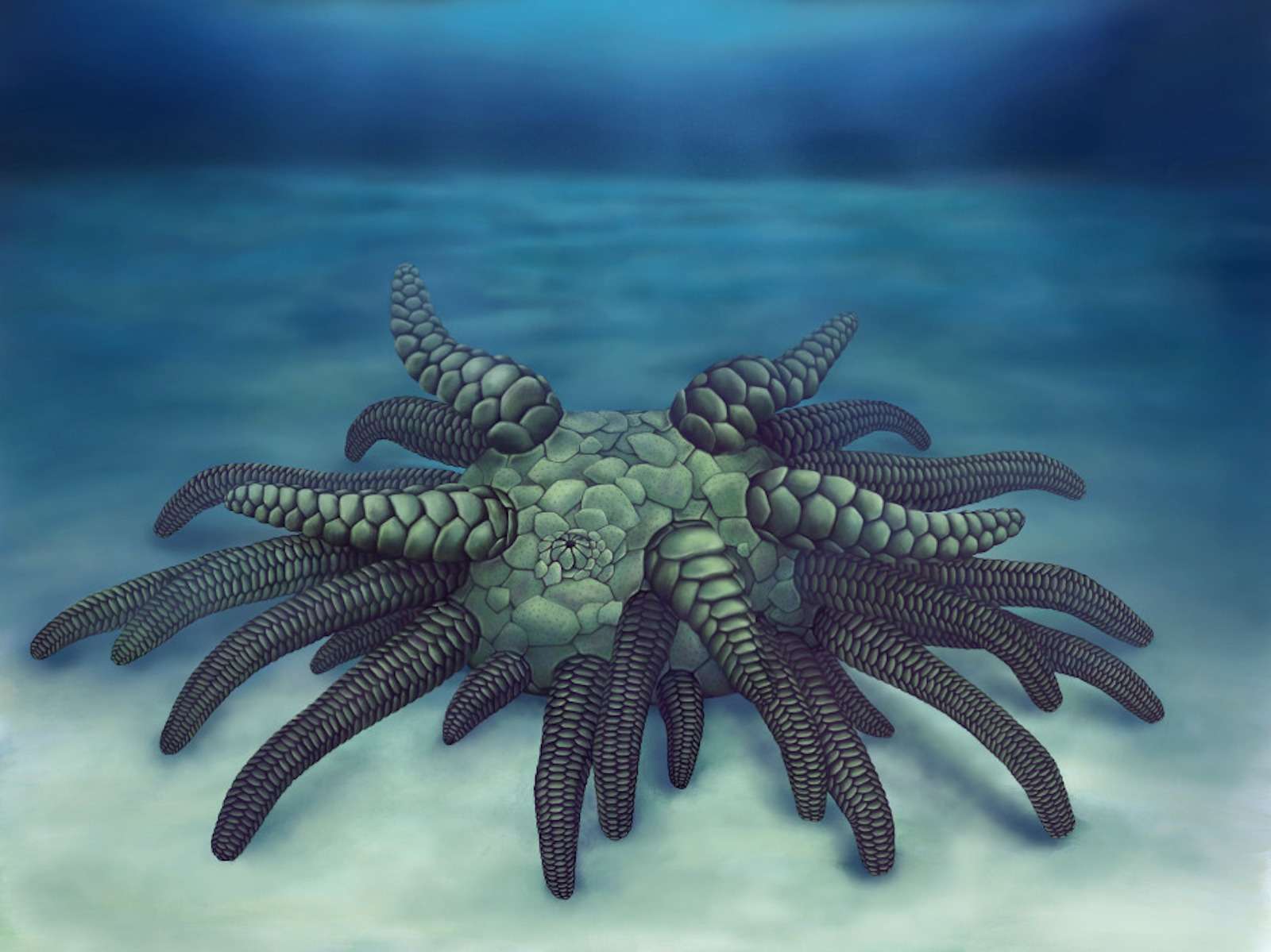 Cthulhu, une créature avec 45 tentacules qui vivait il y a 430 millions  dannées