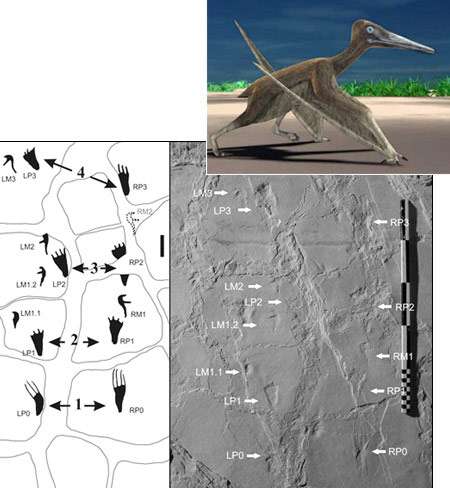 La piste découverte à Crayssac débute avec des traces côte à côte. En haut, une représentation de la marche d'un ptérosaure. Crédit : Kevin Padian (piste), Jean-Michel Mazin (illustration)