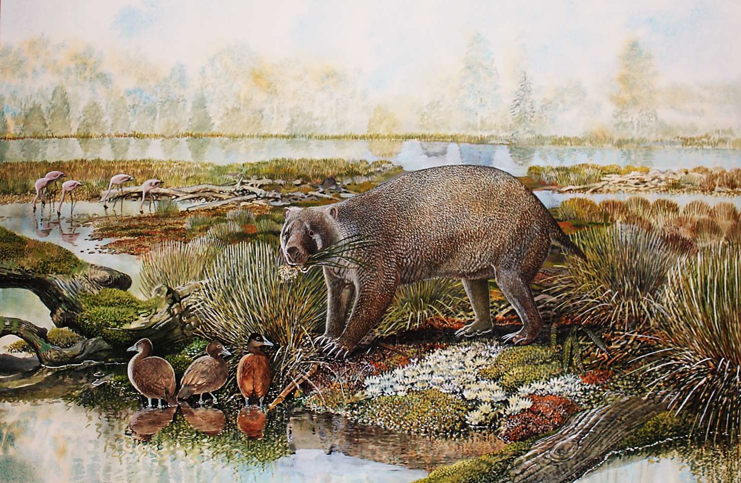 L'ancêtre du wombat australien ressemblait à un ours