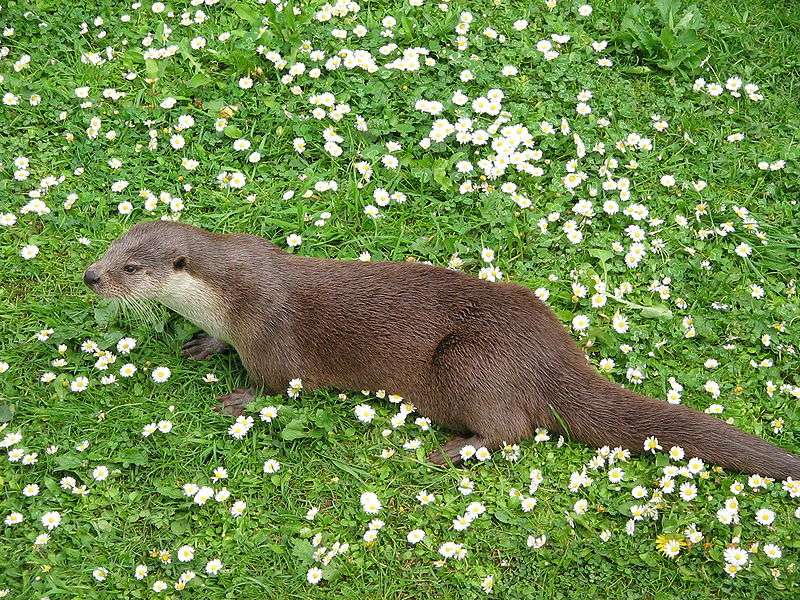 Definition Loutre D Europe Lutra Lutra Futura Planete