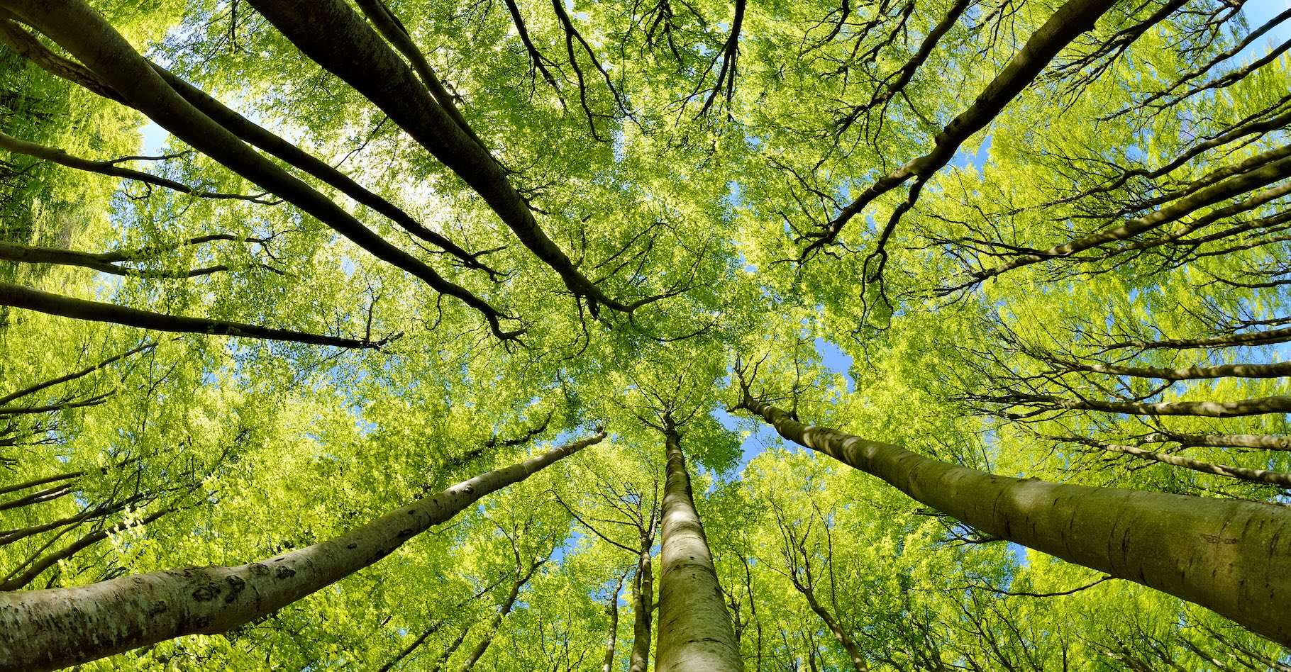 Les forêts ne gagneront pas : le réchauffement climatique aura raison d’elles, sauf si…