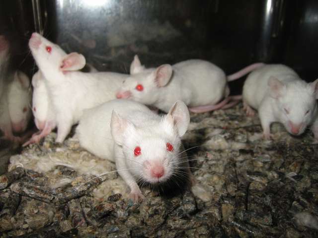 Les souris de laboratoire sont habituellement élevées par groupe de cinq individus dans une cage relativement étroite. Cet environnement peu stressant ne serait pas un avantage pour la santé du rongeur. © Aaron Logan / Licence Creative Commons