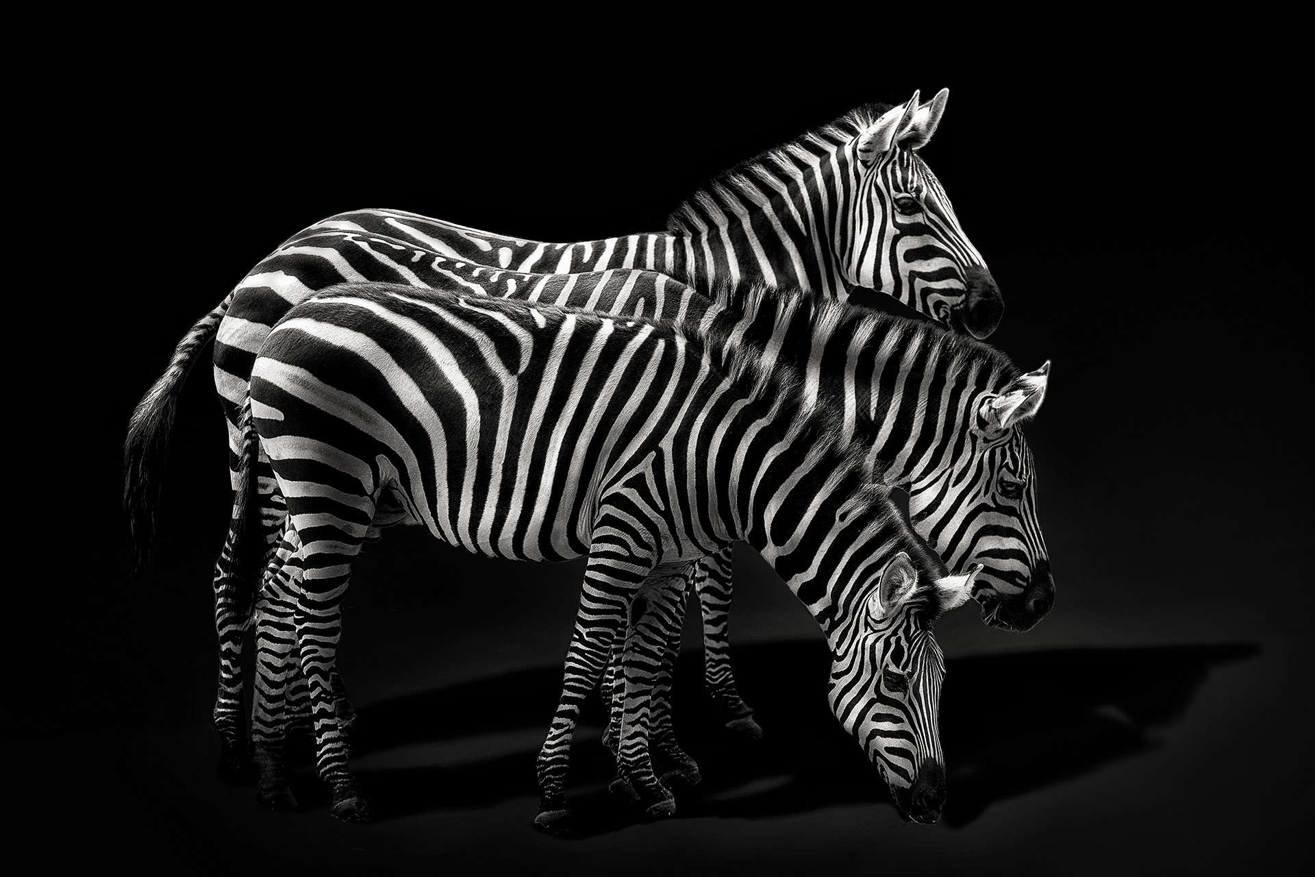 Le zèbre, un cheval sauvage - Photos Futura