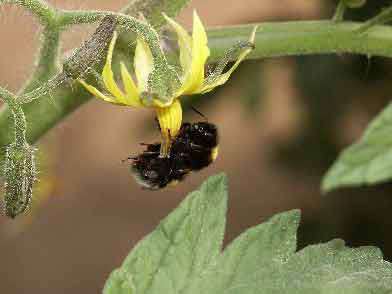 Bourdon terrestre (Bombus terrestris) en train de faire vibrer une fleur de tomate pour en extraire le pollen. © Inra / N. Morison