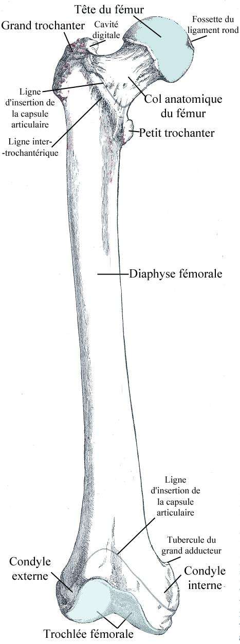 D finition F mur Anatomie Fonctions Et Pathologies De L os De La 