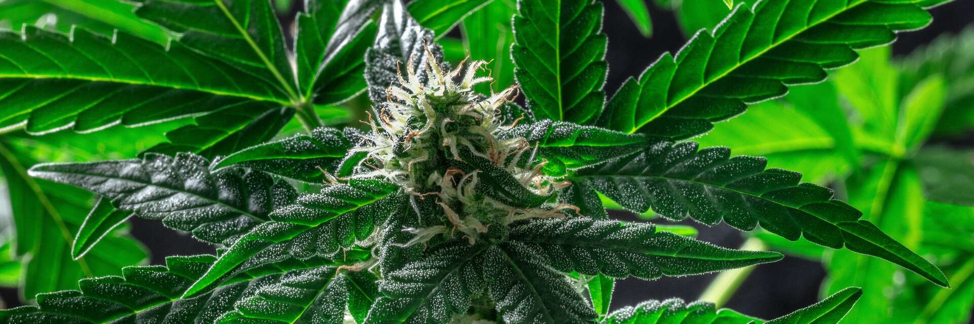 Les feuilles de cannabis contiennent une substance surprenante et très — free download