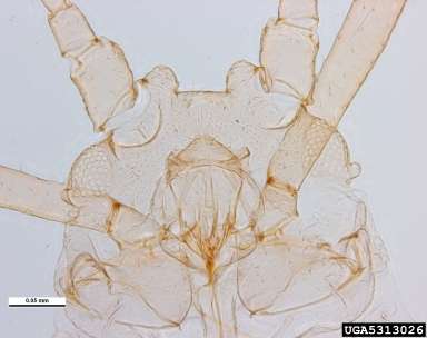 Image d'un aphide en microscopie en champ clair. © Pest and Diseases Image Library, bugwood.org, CC by-nc 3.0