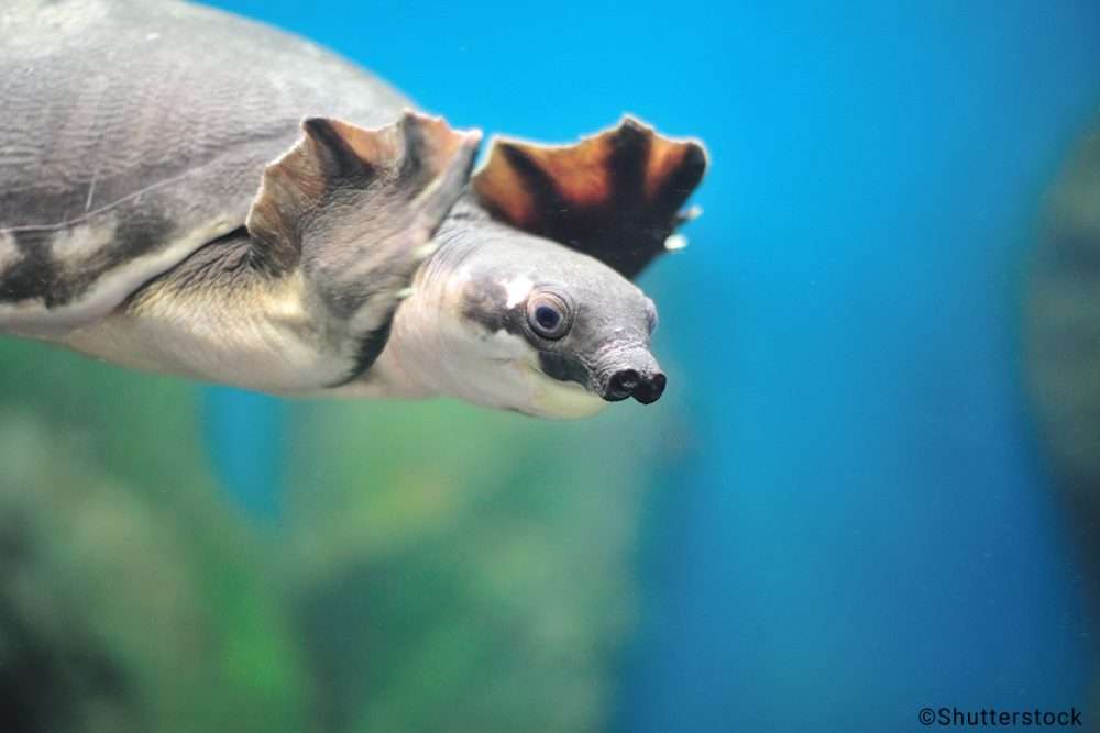 Étrangeté du vivant : cette tortue possède un groin de cochon