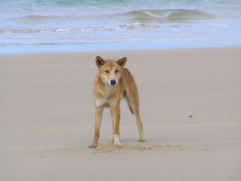 Définition Dingo Canis lupus dingo