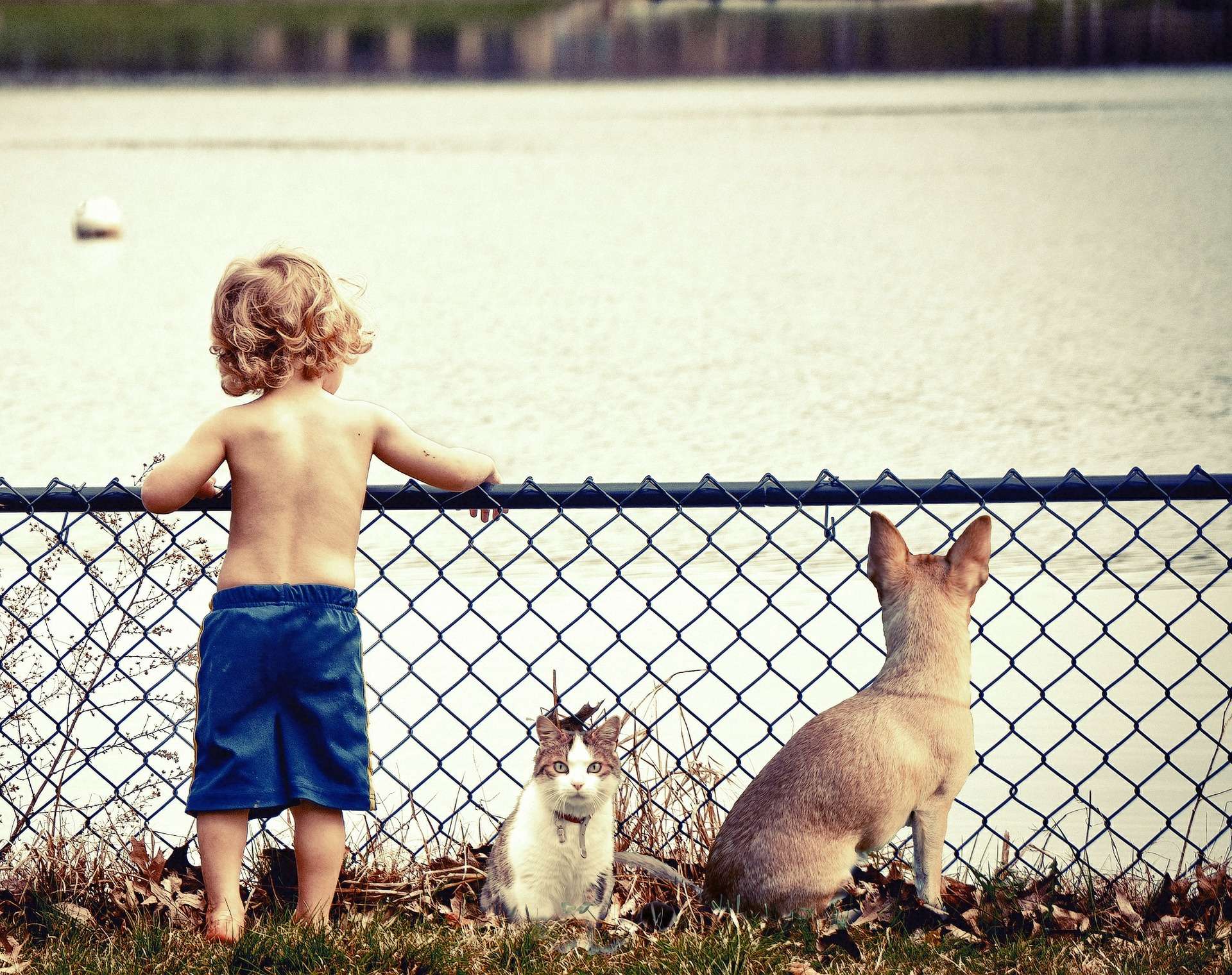 Brève Les Chats Sattachent Bien Plus Aux Humains Quon Ne