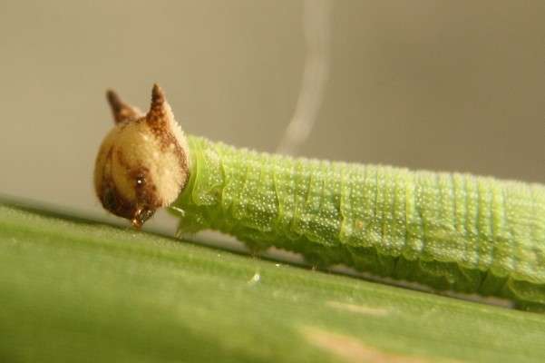 Une larve de l'espèce Mycalesis gotama. © Wapi-chan