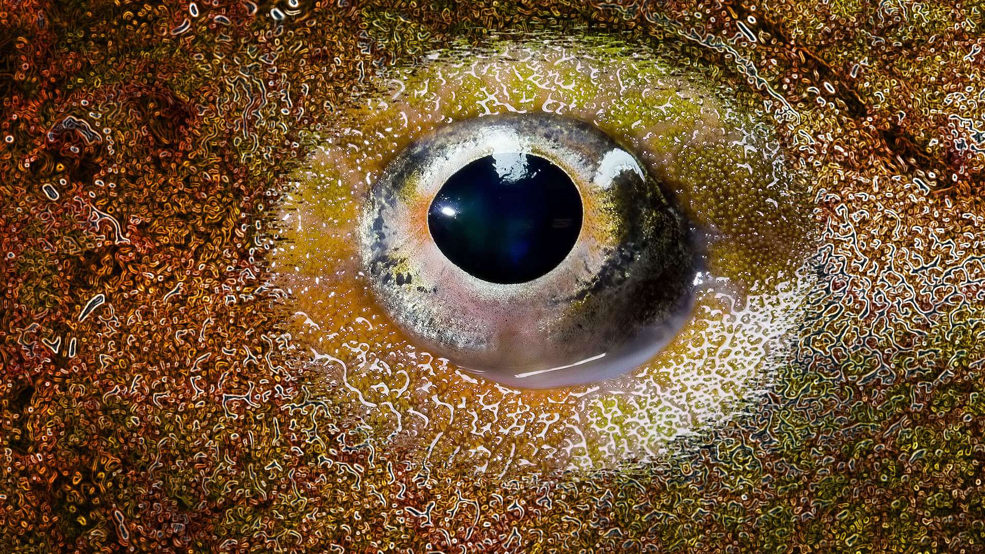 L'œil fixe du poisson - Photos Futura