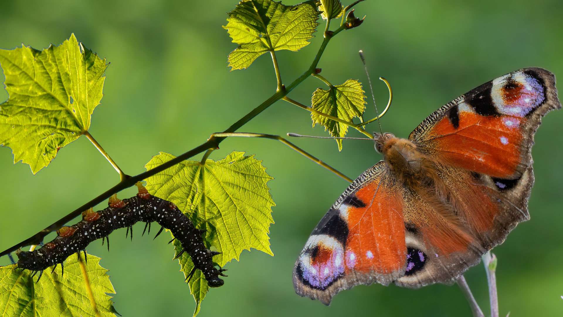D'une chenille sombre au Paon du jour, un papillon chatoyant Photos — free download