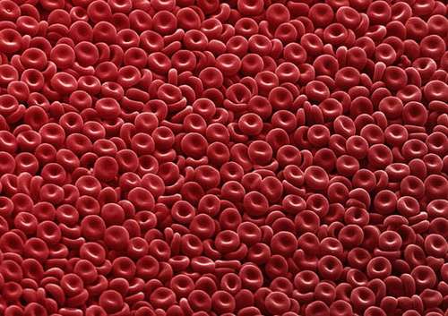 Des cellules du sang (ici des érythrocytes) peuvent être obtenues à partir de cellules de la peau. © Ethan Hein, Flickr, CC by-nc-sa 2.0