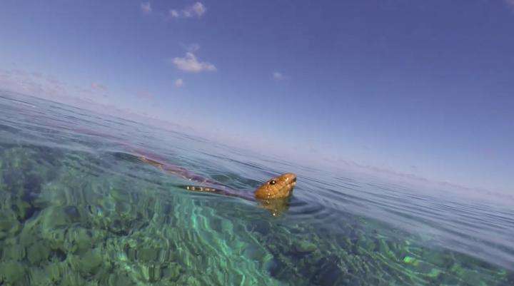 Pour voir sous l'eau, les serpents s'inspirent des singes