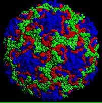 Risques moindres de rhumes pour les gens heureux Rhinovirus, germe responsable du rhume