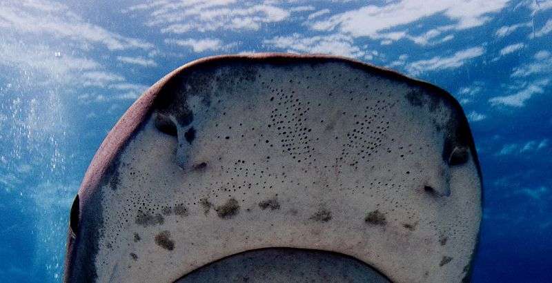 Le seuil de sensibilité des ampoules de Lorenzini (les petits points sombres sur ce requin) peut descendre jusqu'à 0,5 μV/m, © Albert kok, Wikimedia Commons, cc by sa 3.0