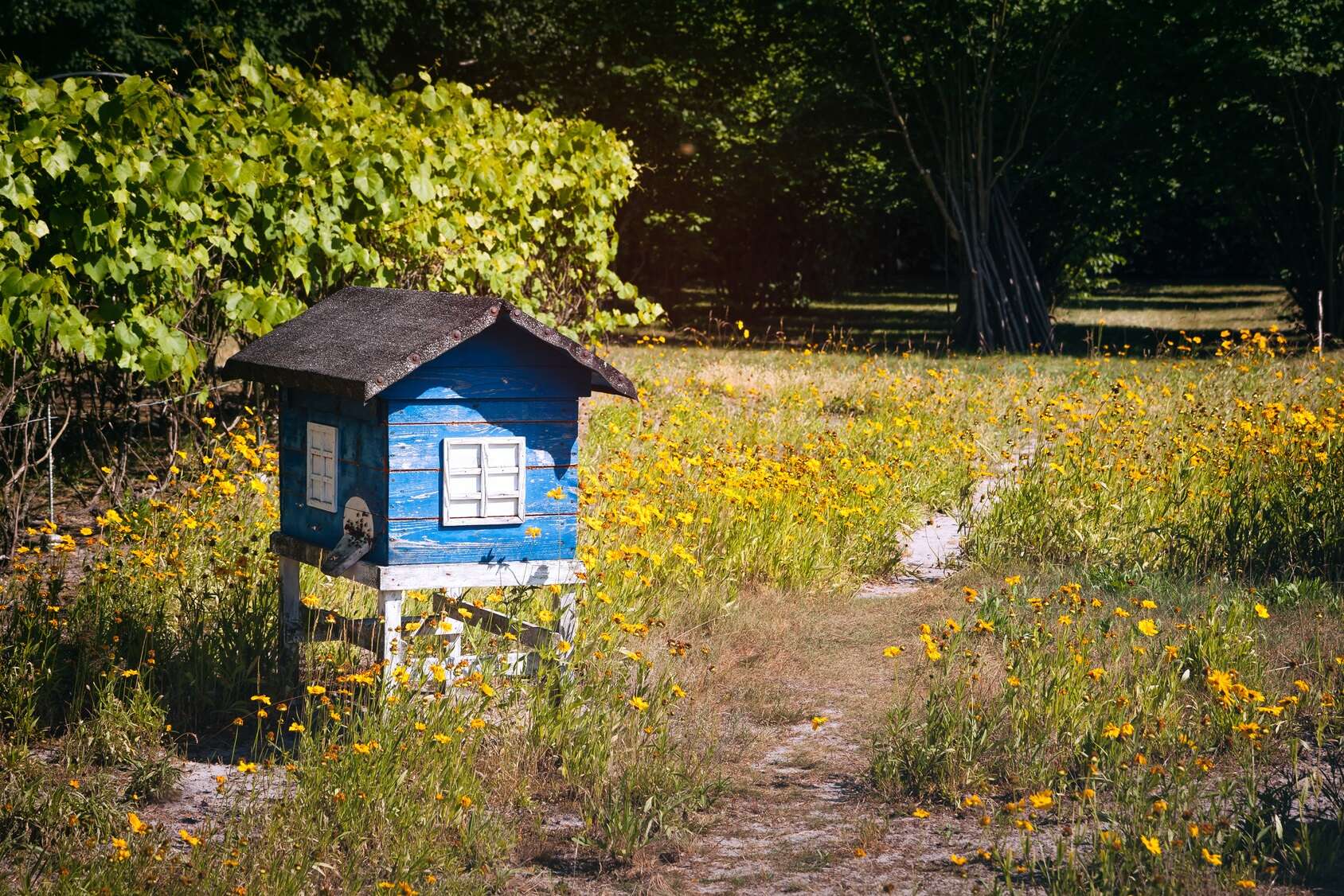Apiculture : comment installer une ruche chez soi et produire du miel