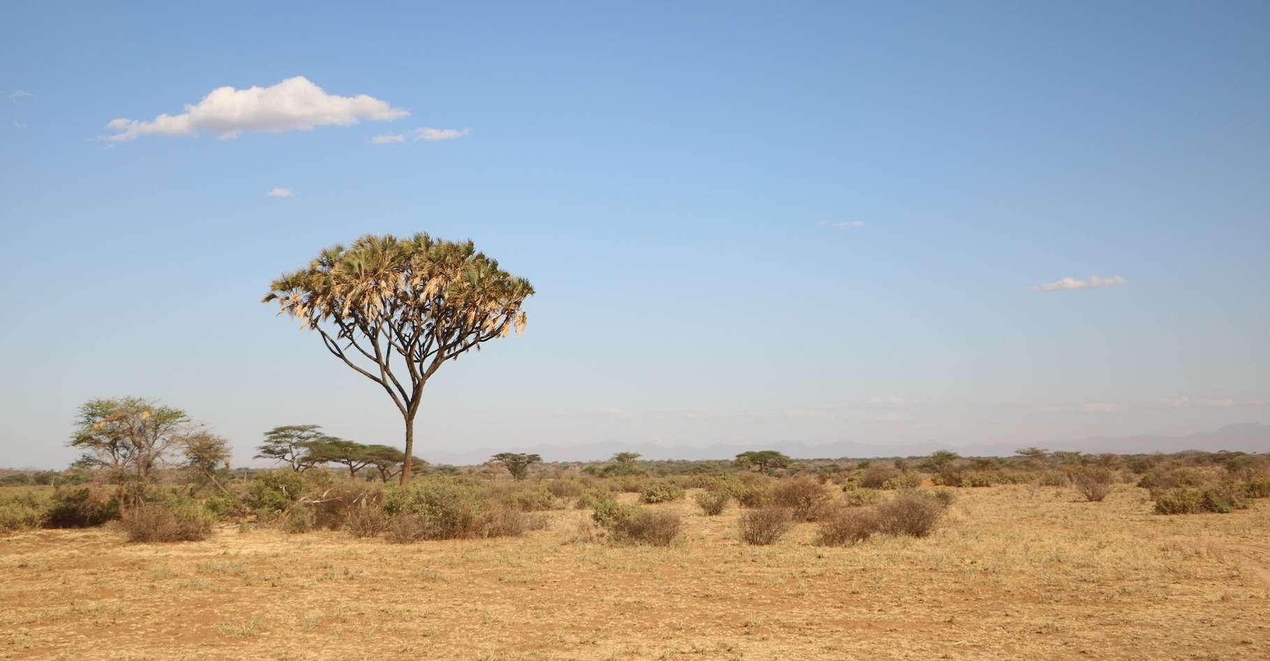 description de la zone climatique sèche