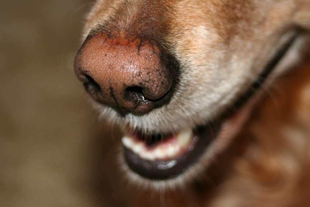 L'odorat des chiens est déjà mis au service de l'Homme quand il s'agit de détecter des drogues ou, à l'instar du cochon, pour trouver les truffes. On le sait moins, mais les chiens pourraient aussi être utilisés dans la détection de certains cancers, comme ceux qui touchent la prostate ou les poumons. © Sstevenson, StockFreeImages.com