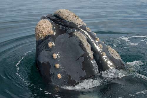 Baleine noire australe. © manning 999, Flickr CC by-NC-ND 2.0